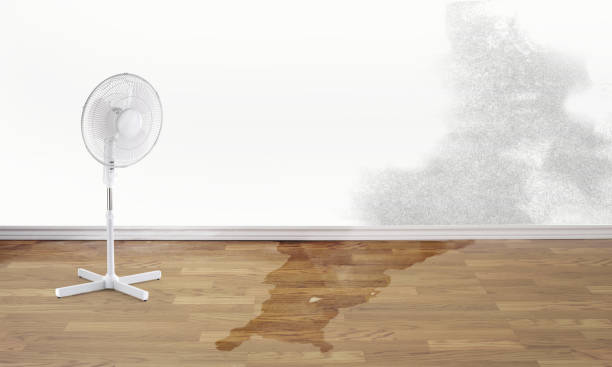 Best Professional water damage repair  in Perry, OH